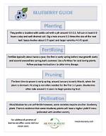 A Guide to Blueberry's Inner Composition