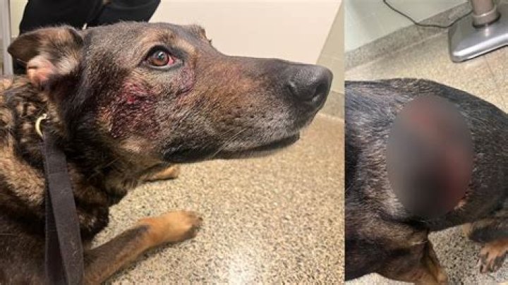 
A police K9 Cort Bit And Stabbed By Suspect Kurt Dasilva Who Is He? 