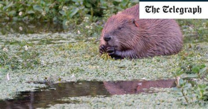 
Beavers Could Help Protect U.S. Rivers from Climate Change, Study Finds 