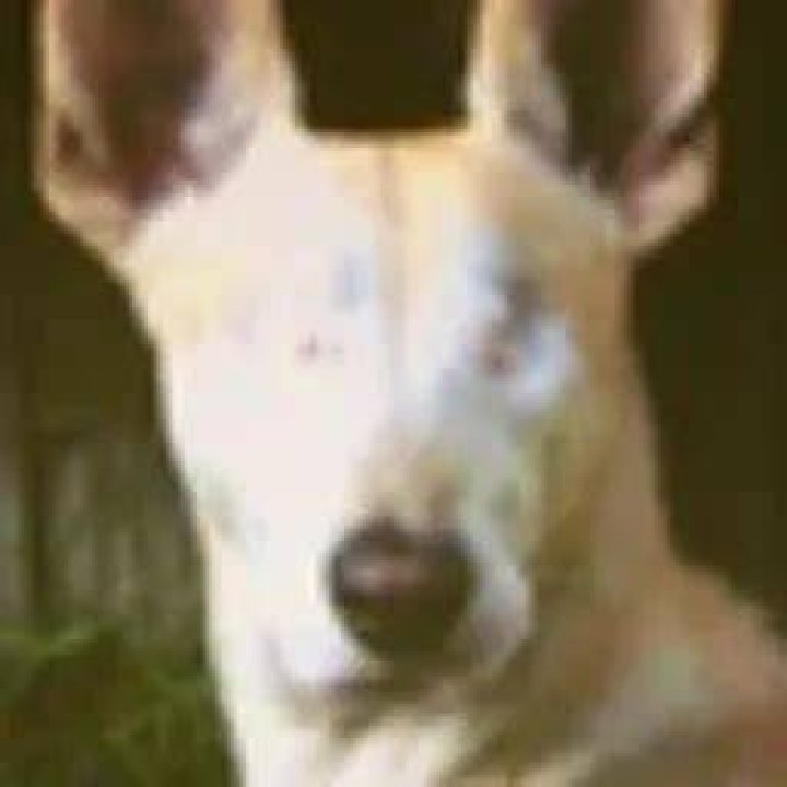 Cabo the Blind Doggo - Trivia, Family, Bio