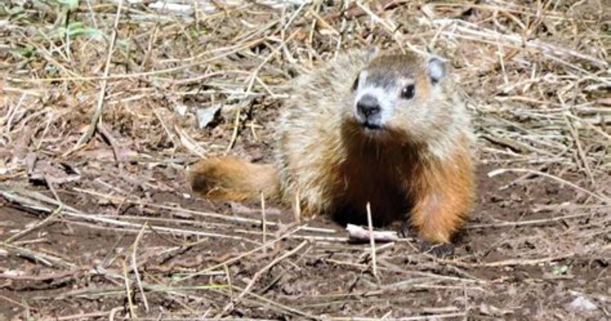 Canadian Groundhog Fred La Marmotte Found Dead Before Planned Prediction | Canada