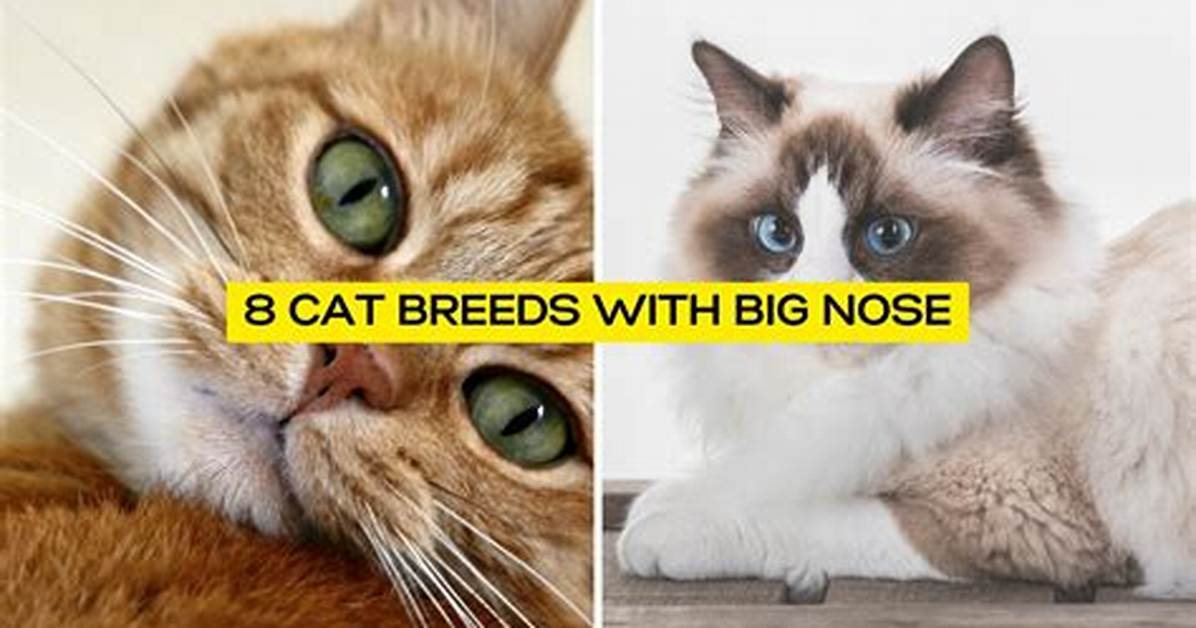 Discover Cats with Wide Noses: Breeds and Health Considerations
