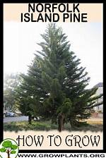 Do Norfolk Pines Grow Fast