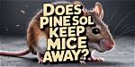 Does Pine-Sol Truly Repel Mice?