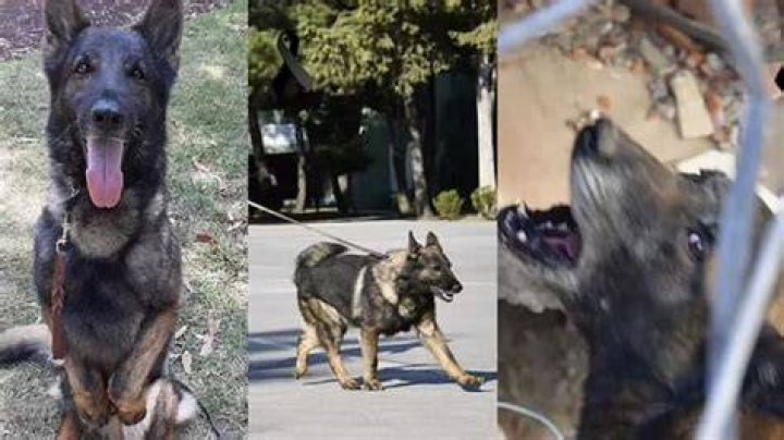 
“Hero and legend”: Tributes pour in as Mexican rescue dog Proteo passes away during Turkey rescue mission 