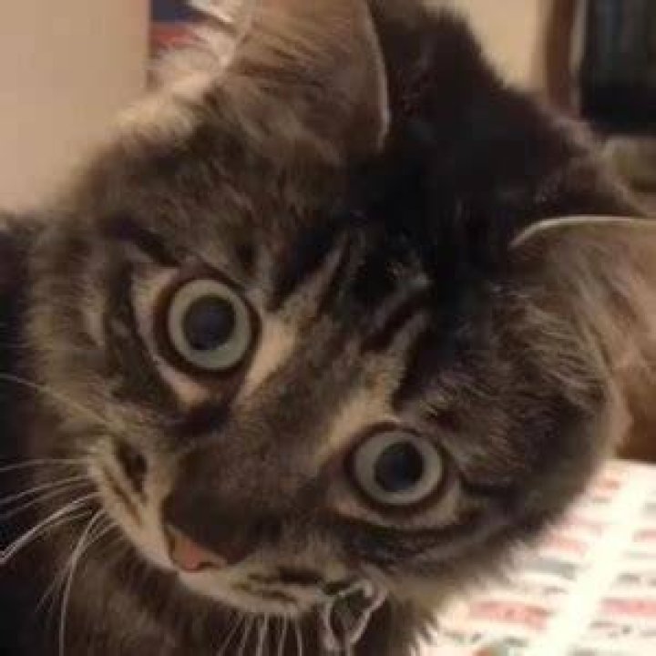 Ivar the Incredible Blind Cat - Age, Family, Bio