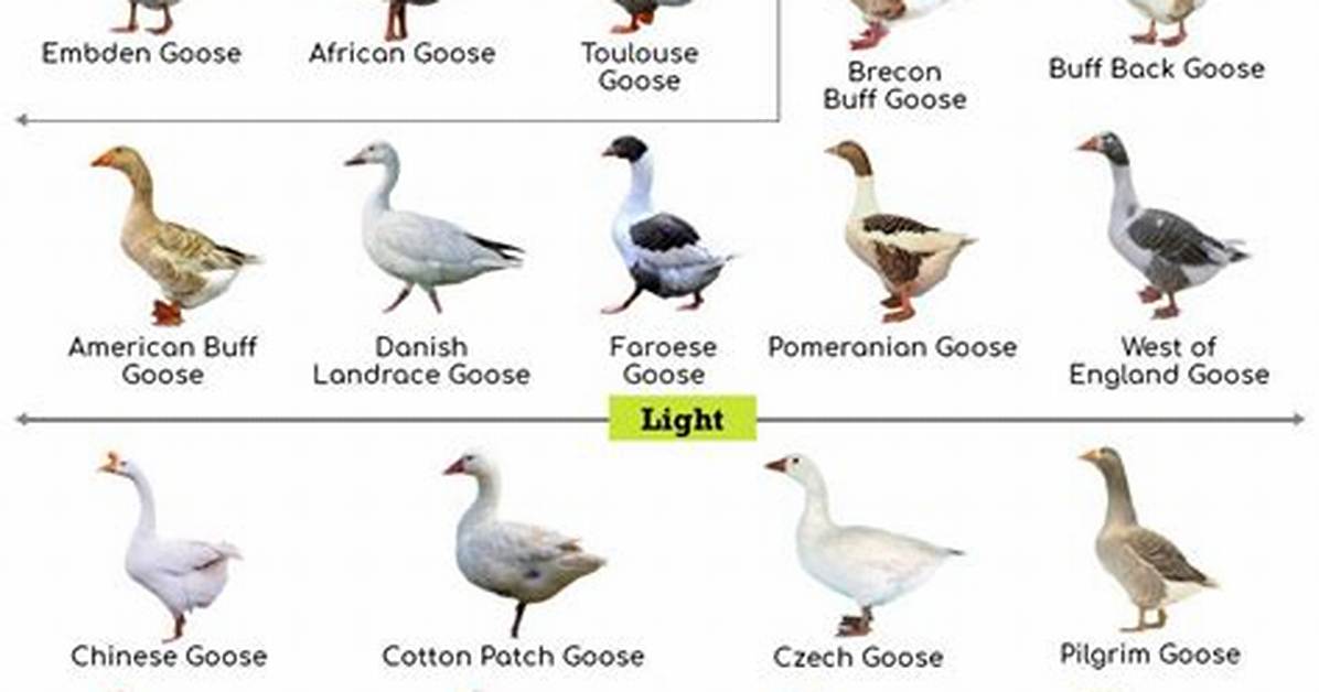 List of Goose Breeds - Alchetron, the Free Social Encyclopedia ·
