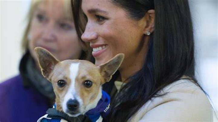 
Meghan Markle And Prince Harry Adopt A Senior Rescue Dog 