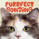 Mkvcinemas Cat: the Ultimate Guide to Your Favorite Movie Streaming Platform