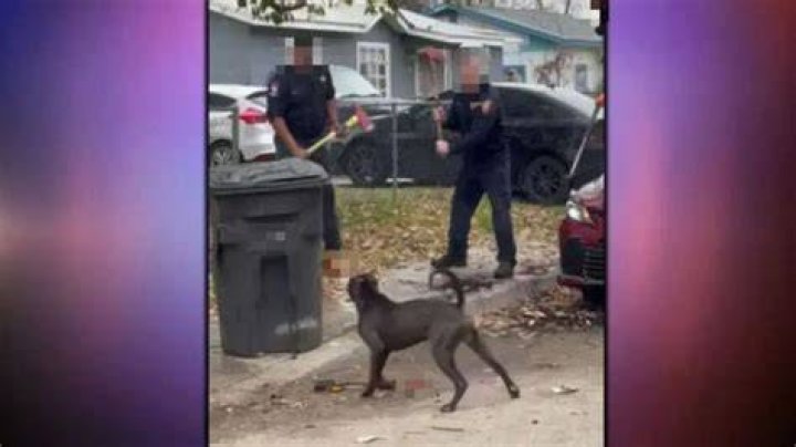 
“Nobody tried to help that man”: San Antonio pitbull attack video leaves internet horrified 