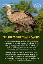 Spiritual Symbolism of the Majestic Buzzard: Unveiling Its Meaning