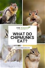 The Comprehensive Guide to Chipmunks' Diet and Eating Habits