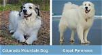 **The Great Pyrenees vs Mountain Lion: a Clash of Titans**