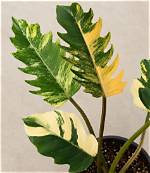 Tissue Culture (Tc) Philodendron Caramel Marble / Pluto Live Plant Well Rooted for Sale