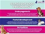 Understanding the Journey: Pregnant Frenchie Stages