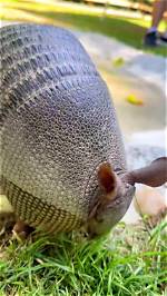 What Is Armadillos Keep Digging Tiktok Song? Origin and Lyrics Explained
