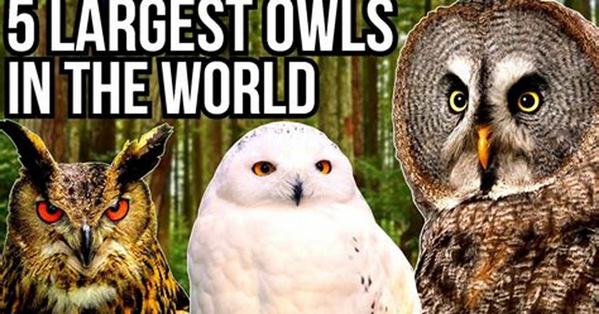 What Is the Biggest Owl in the World?