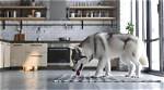 When Canine Curiosity Takes a Strange Turn: Understanding the Phenomenon of Dog Eating Her Out