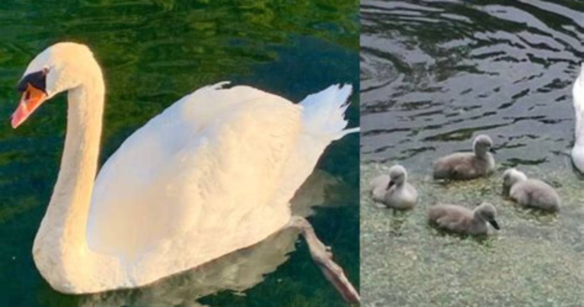 Where Were the Manlius Swan Pond Baby Swans Found? Charges Against Juveniles Revealed as Mama Bird G
