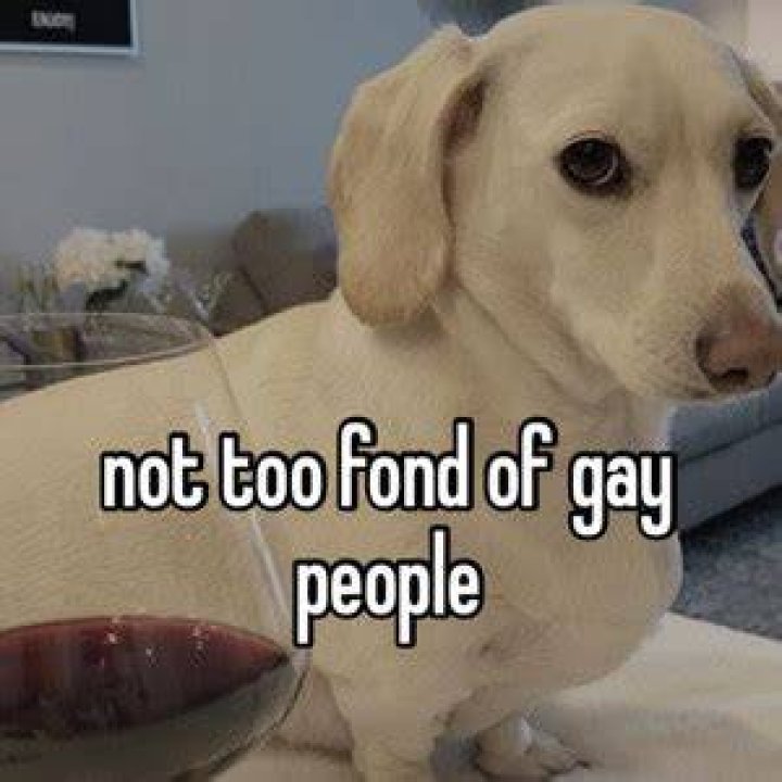 
Whitney Chewston Is The Dog In The New Homophobic Meme Taking Over The Internet 
