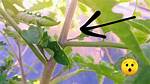Why Are My Tomato Plant Stems Purple? |